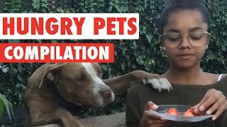 Hungry Pets Video Compilation 2016