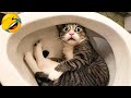 Essayez de ne pas rire  1 heure de vidos de chats les plus drles 15  vidos drles de chats