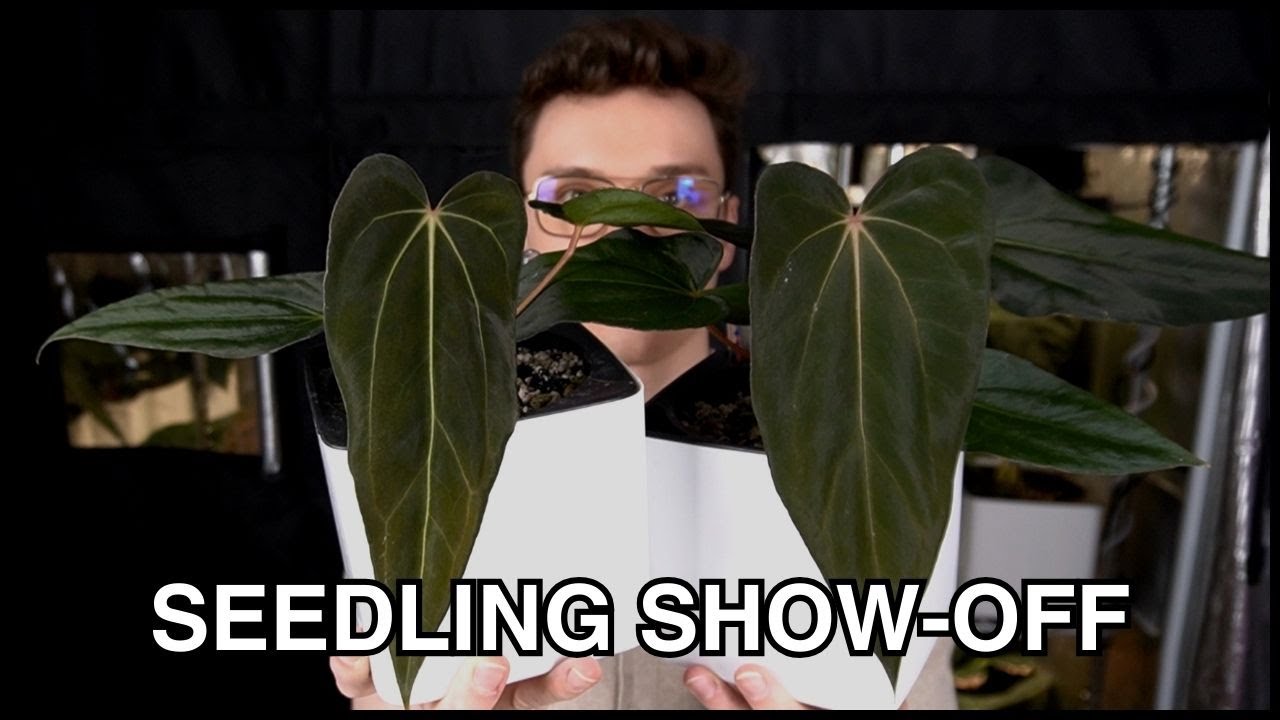 Anthurium Seedlings I Like