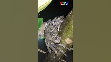 Nghề bắt ba khía ở Cà Mau