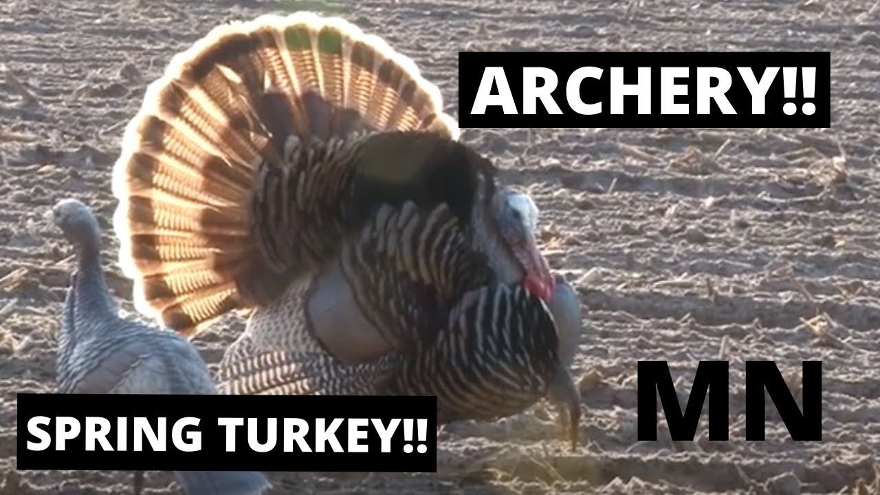 Minnesota Spring Turkey Hunt YouTube