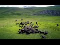 Perspectives on pastoralism film festival 2nd edition  official trailer