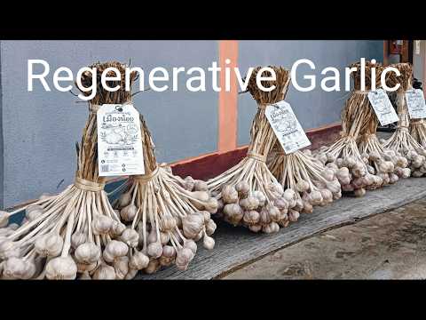 Regenerative Garlic