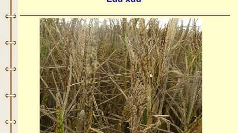 Nối các vế câu ghép bằng quan hệ từ - Tuần 21