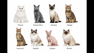 Every Domestic Cat Breed Explain