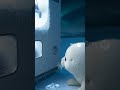 Vending machine and seal-自動販売機とアザラシ-#seal #アザラシ #animation