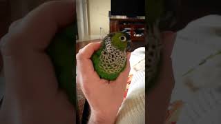 Cute conure parrot loves dancing