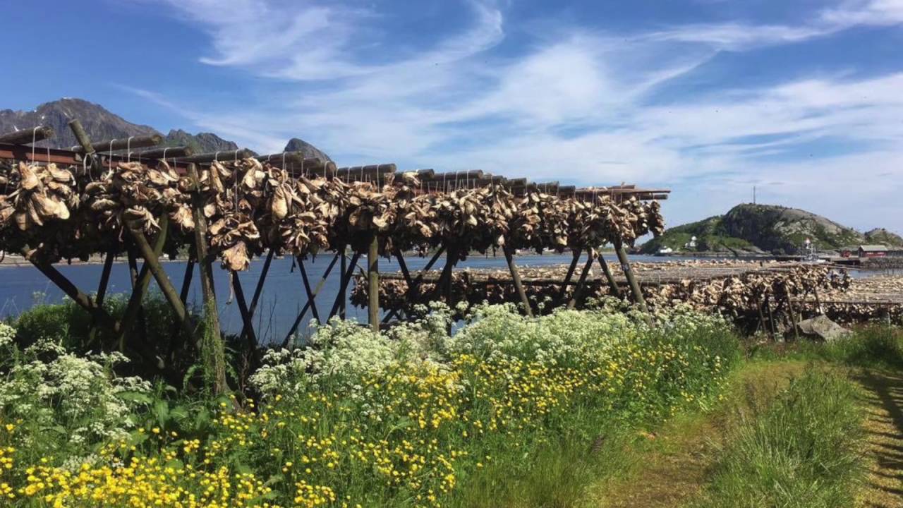 Mon Bijou   Norskekysten 2016 Lofoten