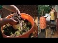 Integrating Aquaponics with Garden Towers for Local Food Production: A Kahuku School Project