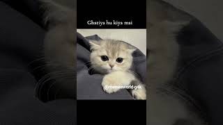 share it to that one person #cat #catmemes #ytshorts #funny