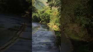 陽明山的猴群