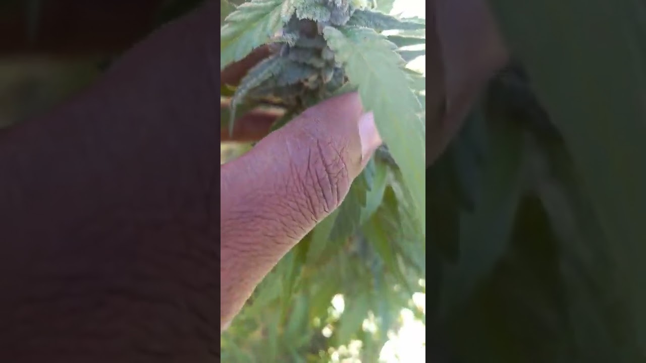 Arizona outdoor cannabis grow 