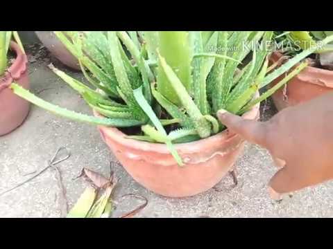 Aloe vera plant care in rainy season / aloe vera plant care / aloe vera