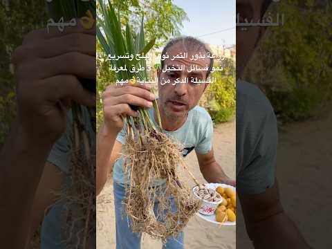 زراعة بذور التمر نوي البلح وتسريع نمو فسائل النخيل 3 طرق لمعرفة الفسيلة الدكر من الأنثى مهم