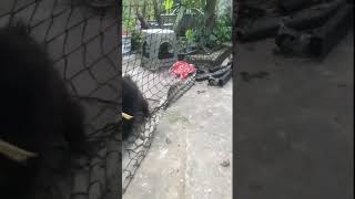 black puppy #short #dog #cute #