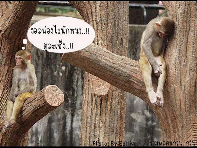 รวมภาพตลกๆ ขำๆ ฮาๆ ทั่วโลก - Youtube