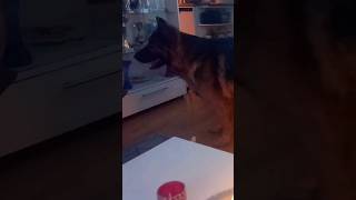 Daisy German Shepherd Throw A Bone.