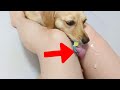 What happens when you show a cute dog a new treat?【Dachshund dog】