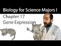 Chapter 17  gene expression from gene to protein