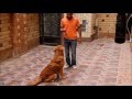 تدريب كلب جولدن ريتريفر فى مصر