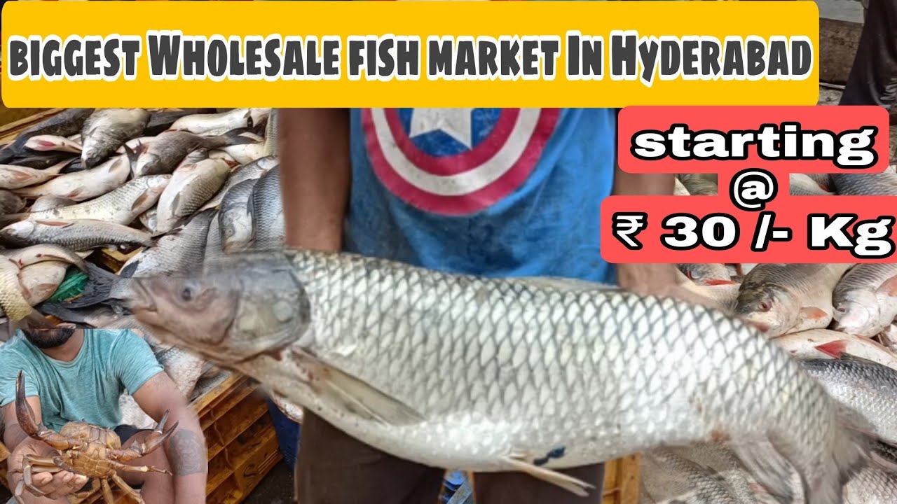 Biggest Fish Wholesale Market in Hyderabad ₹30 KG Fish YouTube