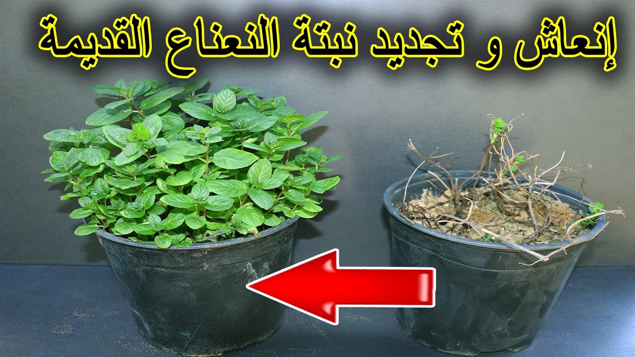 إنعاش و تجديد نبتة النعناع الضعيفة  أو القديمة