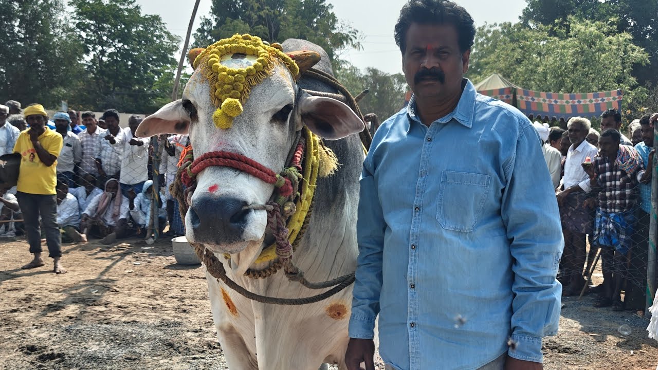💥ఆకులగణపవరం సీనియర్స్ లో 💥RK💥బుల్స్ 💫నరసింహ🦁💥జయసింహ💥