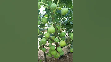 تين سوري جاسم شجره بعمر صغير وانتاجها الهائل 