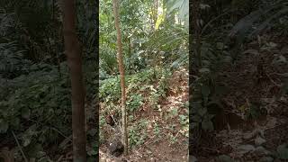 Download Lagu SUARA TUPAI TANAH DI ALAM LIAR#shorts MP3