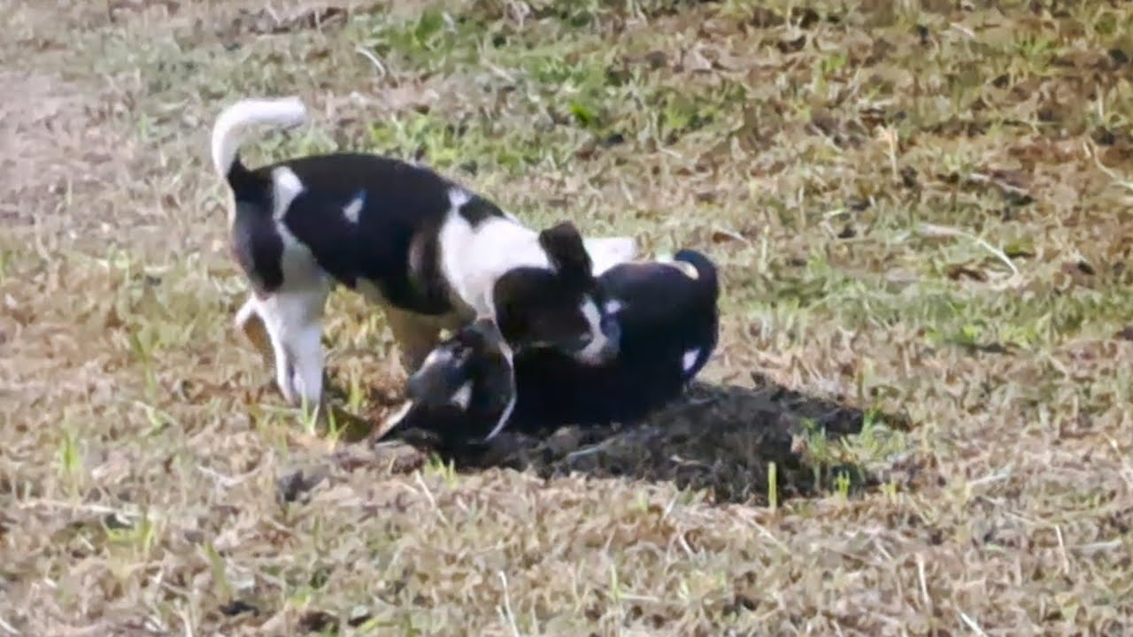 Puppy playtime: How to ensure safe and fun interactions || Arin Dog's Vlog