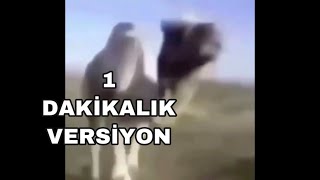 Torigadi Cinderi - 1 Dakikalık Resimi