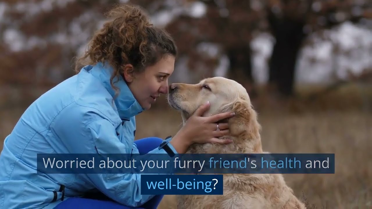 Natural Antibiotics for Dogs