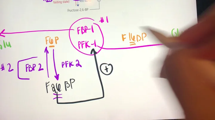 Easy way to Re-draw Regulation by Fructose-2,6-Bisphosphate