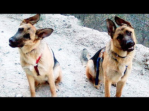 Видео: Почему собаки качают головой?
