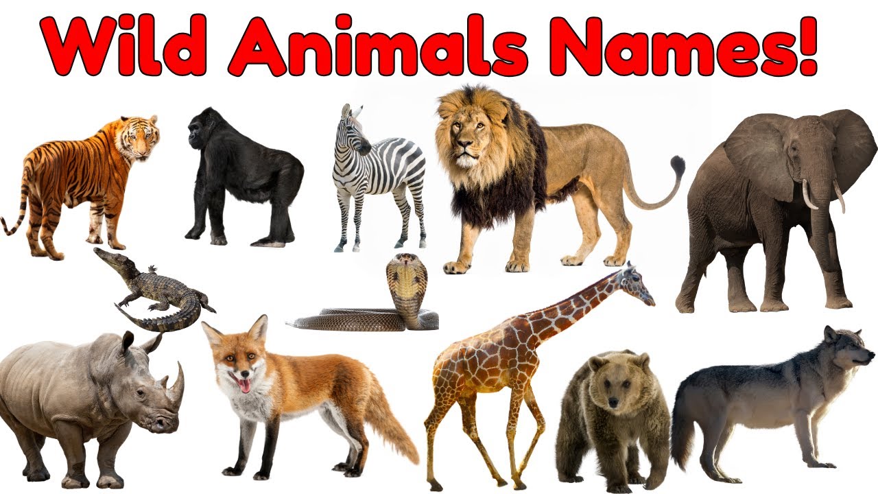 20 Wild Animals Names for Kids | Learn Jungle and Wild Animals in ...