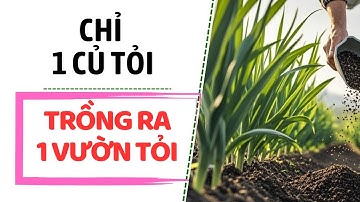 CÁCH TRỒNG TỎI TẠI NHÀ CHỈ VỚI MỘT CỦ TỎI ĐƠN GIẢN II NGHỀ NÔNG TV