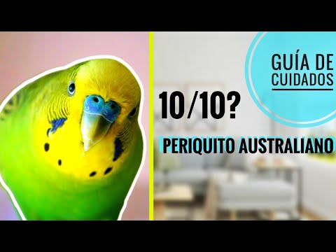 Video: ¿Un periquito sería una buena mascota?