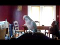Our Parrot Loves Beyonce.MOV