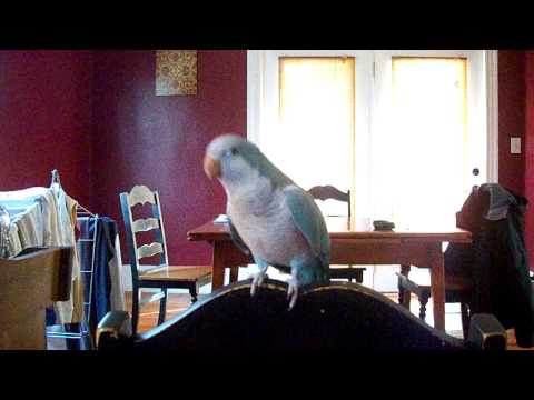 Our Parrot Loves Beyonce