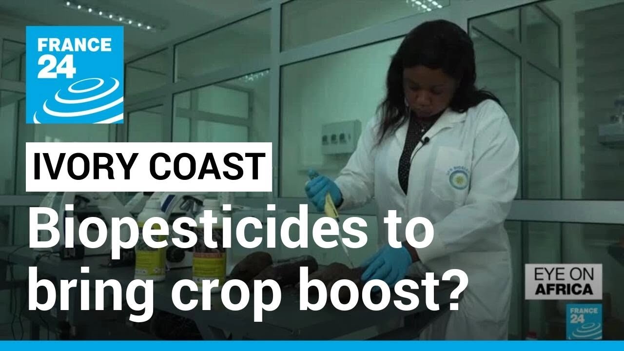 Still from Ivory Coast: How a researcher's work on biopesticides is changing farming • FRANCE 24 English
