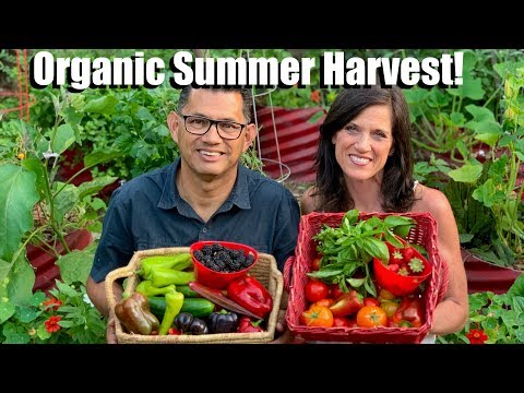 organic-summer-harvest-from-the-vegetable-garden-grocery-store-(&-a-few-surprises!)🍓🥒🍅🍇🌶