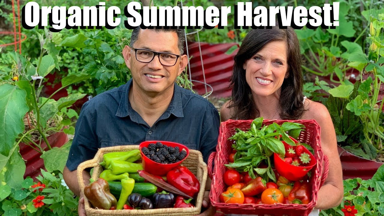 Organic Summer Harvest from the Vegetable Garden Grocery Store (& a Few