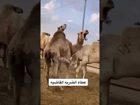 معركة الجمل 