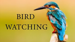 BEAUTIFUL BIRDS AROUND THE WORLD! - Bird Watching with soft background music! screenshot 2