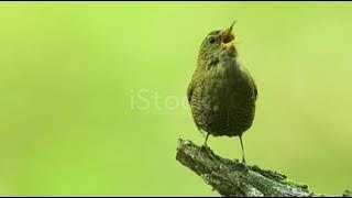 Kecil Mungil  Suara Lantang| Burung Winter Wren