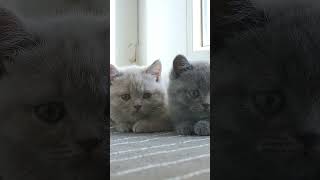 #Shorts Cutest Kittens Face - Adorable