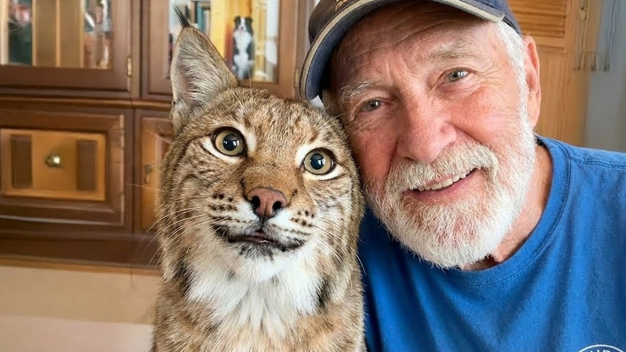 Ce Lynx RESCAPÉ N'Est Pas Seulement Le Lynx Le Plus INTELLIGENT Mais Aussi Le Plus MIGNON !