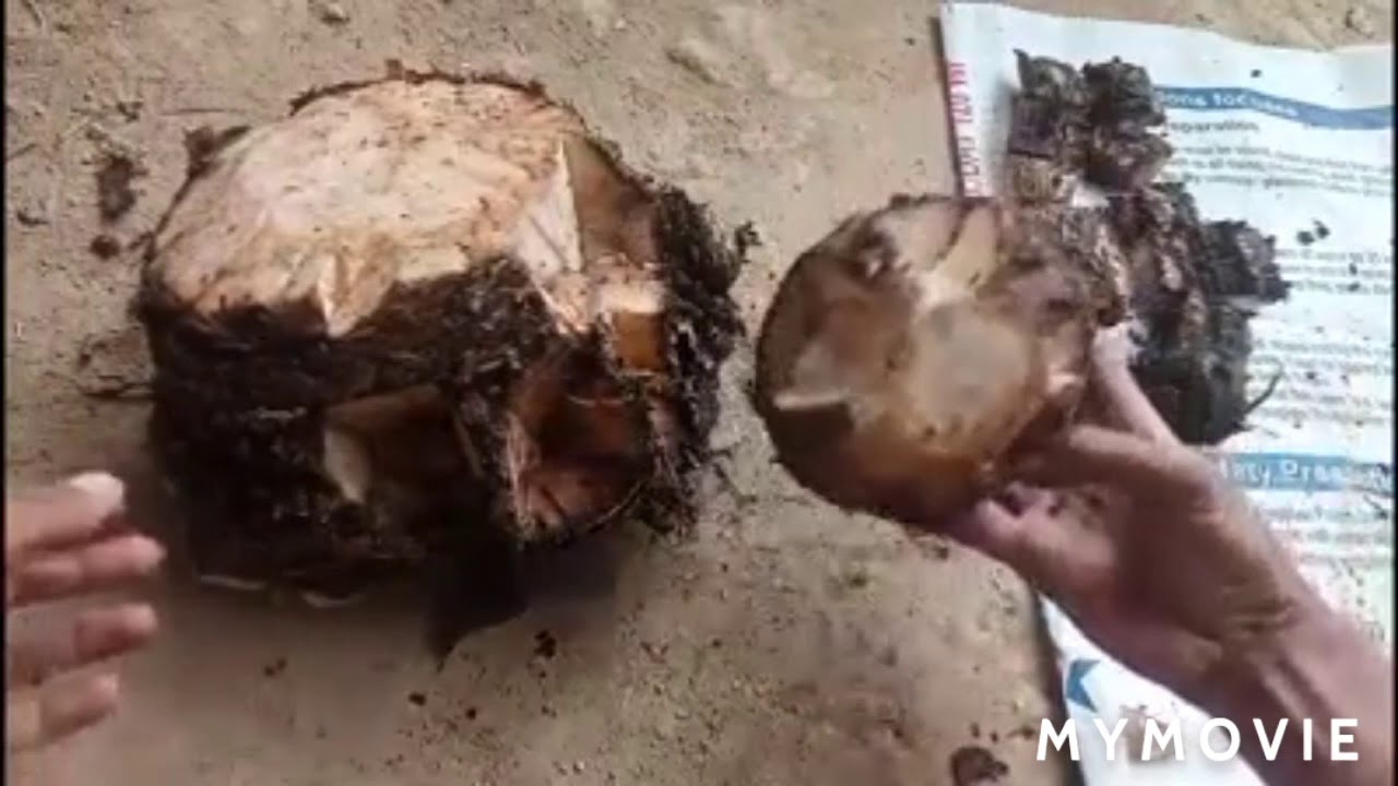 Cara menanam pohon pisang supaya banyak buah 