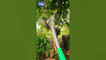 Cây Sang nên trồng trước cổng #tamdaonui