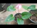 අලවිය සදහා ඇන්තූරියම් පැල Package No 29 | Alaviya Sadaha Anthuriyam Pela | NMLIN